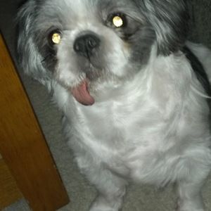 Meet your Posher, Rikin